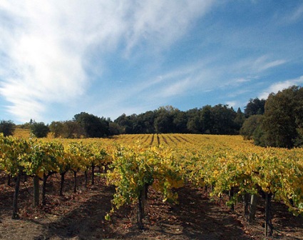 Iron Horse Vineyards WEB