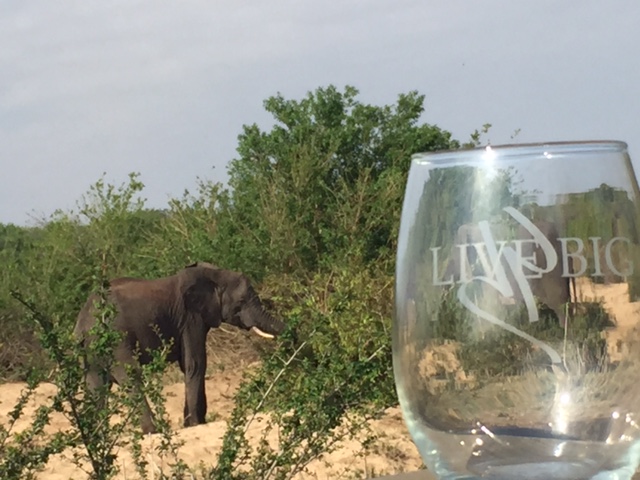 Submitted by Steve and Karen S. The Live Big glass had a close encounter with African wildlife while Steve and Karen Live Big in South Africa.