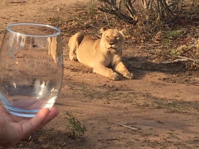 Submitted by Steve and Karen S. The Live Big glass had a close encounter with African wildlife while Steve and Karen Live Big in South Africa.