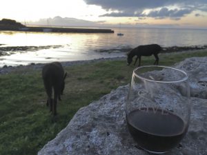 Submitted by Ann R. Ann says she is enjoying her glass "at sunset on Galway Bay (Ireland) with "her" donkeys in the background. So peaceful."